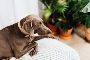 En grå weimaranerhund ligger afslappet på en sofa med en stribet pude omgivet af grønne planter i potter