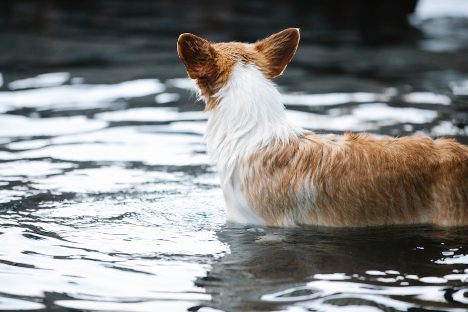 En Welsh Corgi Cardigan står i vandet, set fra siden med fokus på dens pels, der er hvid og orange, mens vandet danner bølger omkring dens ben.