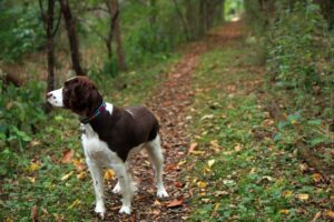 En Welsh Springer Spaniel står på en stis under et træbeklædt område omgivet af grønt græs og faldne blade. Hunden ser opmærksomt ud til venstre, og vejret ser ud til at være mildt og behageligt.