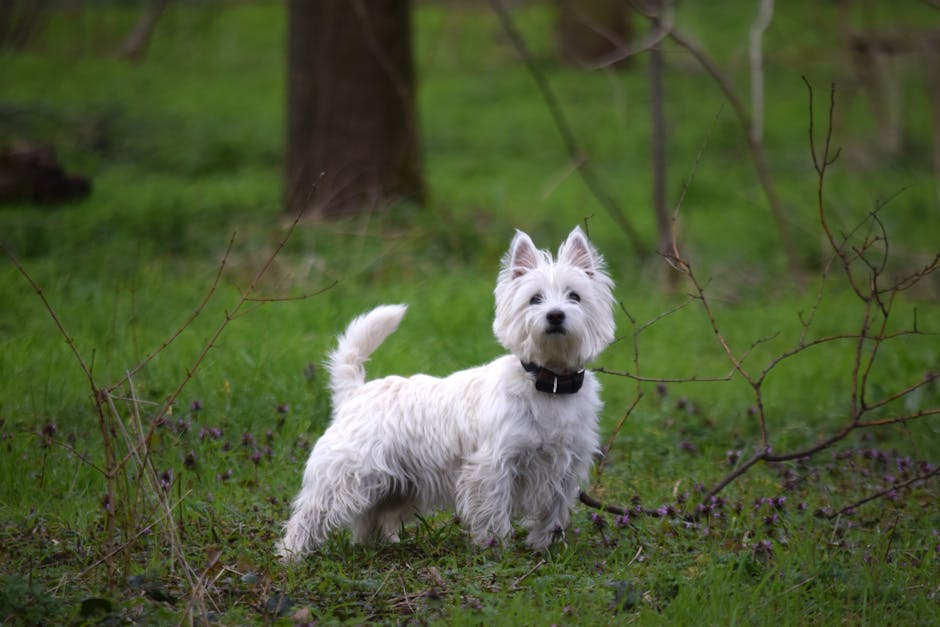 En west highland white terrier står på en grøn græsklædt mark med træer i baggrunden hunden har en hvid pels og er iført en sort halsbåndden kigger opmærksomt rundt og ser venlig ud