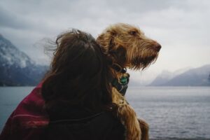 En person holder en wetterhoun mens de står ved vandet med bjerge i baggrunden under en overskyet himmel.