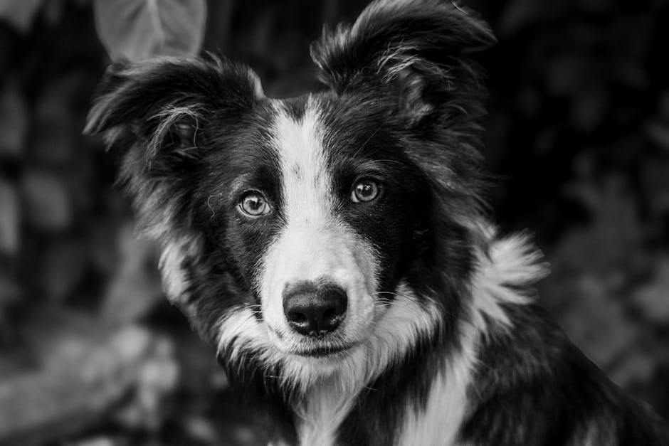 Sort og hvid hund med bløde ører og intense øjne står i en naturlig indstilling med grønne blade i baggrunden
