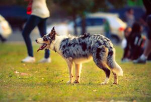 En border collie med en sort og hvid pels står på græsset i en park omgivet af mennesker og biler i baggrunden