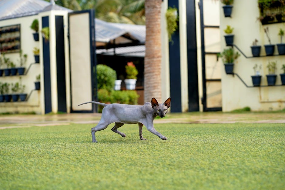 En grå xoloitzcuintli hund uden pels går elegant henover en grøn græsplæne foran en bygning med planter i potter og palmer i baggrunden