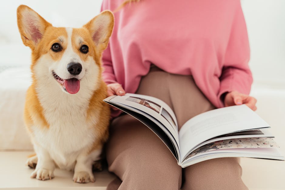 En kvinde i en lyserød trøje sidder på en sofa og holder en bog åbent i skødet. Ved siden af hende sidder en glad, brun og hvid Corgi hund med strittende ører og en bred mundtlig smil.