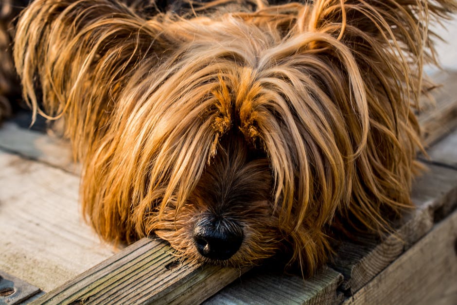 Nærbillede af en Yorkshire Terrier med langt, shaggy pels der hviler sit hoved på en træoverflade med bløde detaljer og brune nuancer